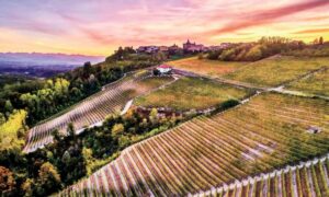 Exploring the Wine Regions: A Journey through Different Terroirs