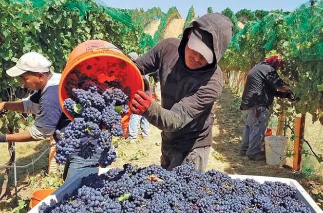 From Vine to Bottle: Understanding the Harvesting Process
