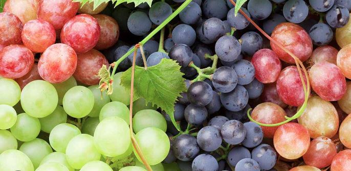Indigenous Grape Varieties in Winemaking