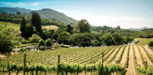 Uncovering Lesser-Known Wineries