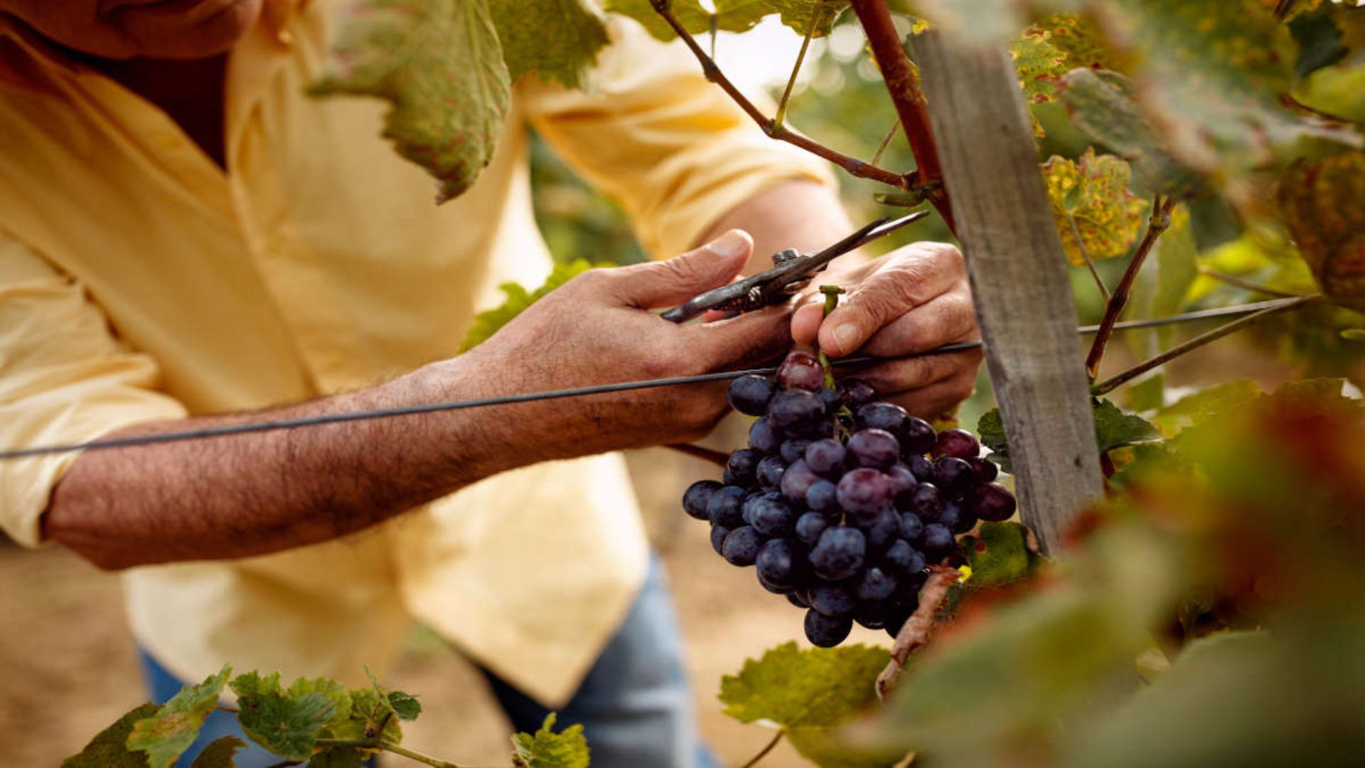 a man harvesting grapes showing the tradition winemaking method