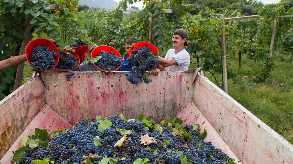 men harvesting grapes showing the tradition winemaking method 