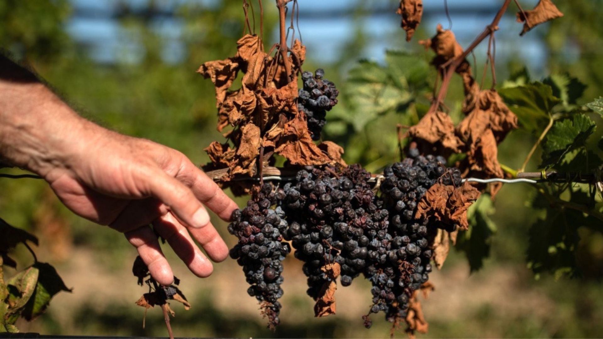 a person picking wilting grapes showing the influence of climate on wine