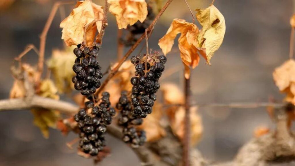 wilting grapes showing the influence of climate on wine 